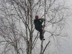 Rooien van een berkenboom in Oss